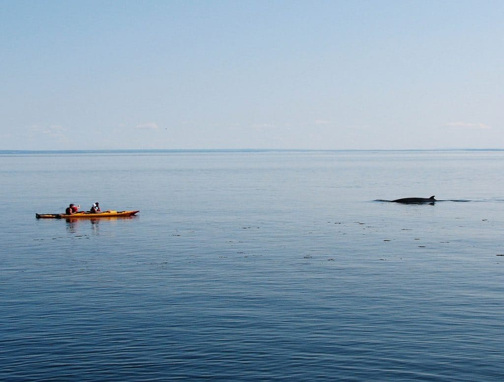 Whale Watching Mexico - Premier Tours Global